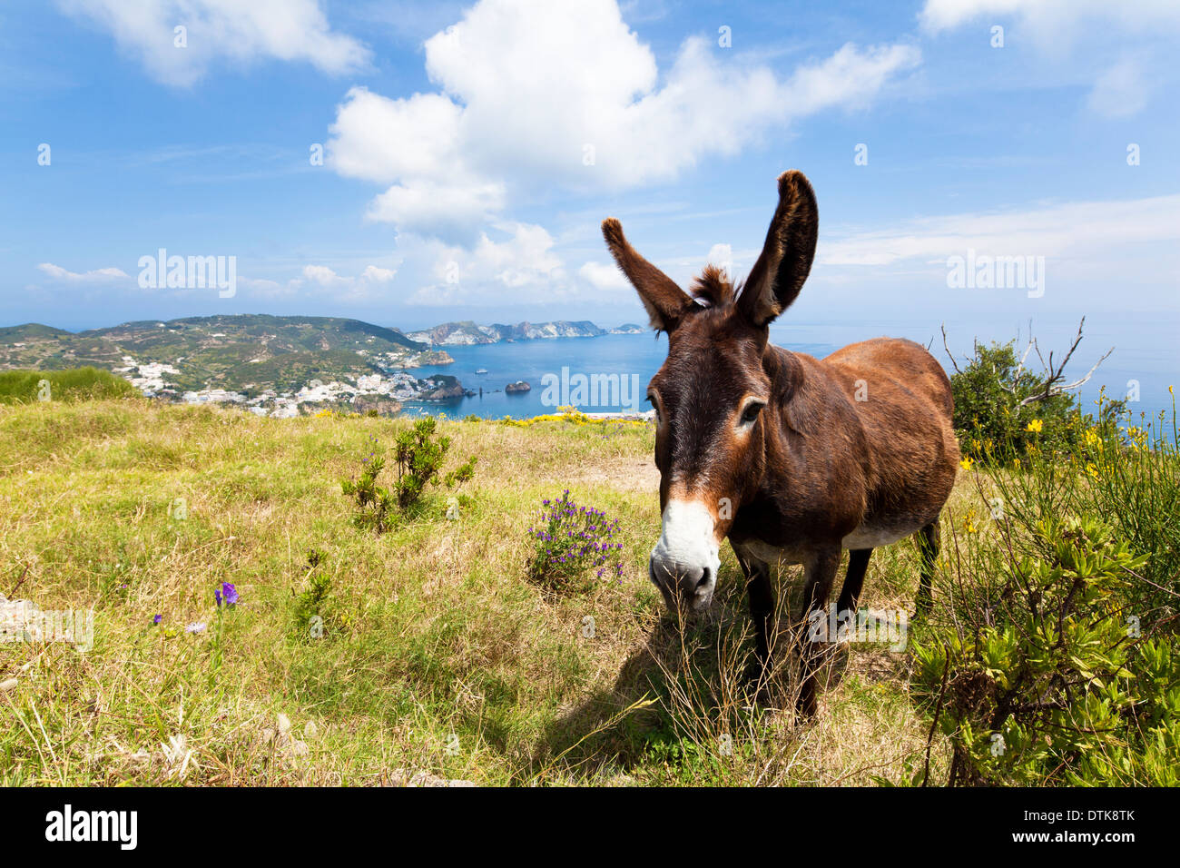 Donkey on a meadow at Ponza, Italy Stock Photo