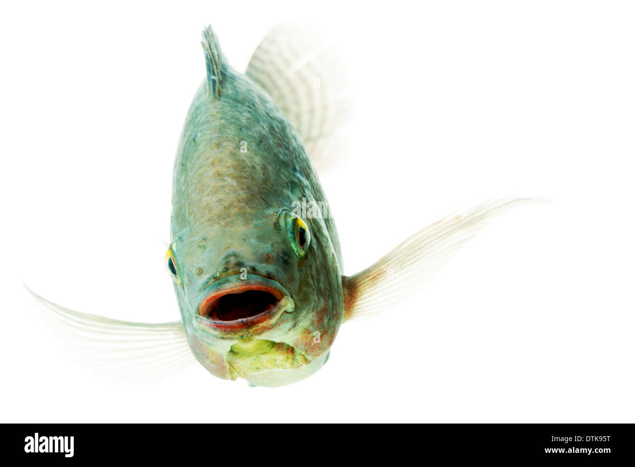 Head Shot Of An Mozambique Tilapia Oreochromis Mossambicus Isolated On Black Studio Aquarium Shot Stock Photo