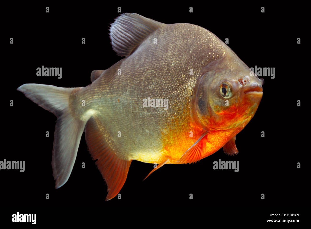 Cachama Or Tambaqui Fish Profile Isolated On Black Studio Aquarium Shot Stock Photo