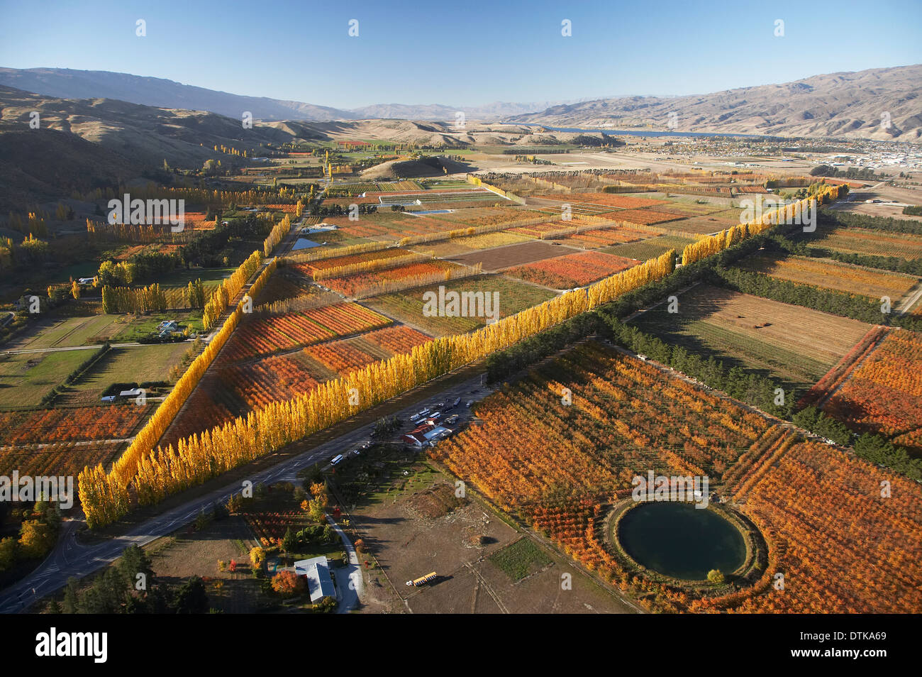 Orchard and Poplar Trees, Ripponvale, near Cromwell, Central Otago, South Island, New Zealand - aerial Stock Photo