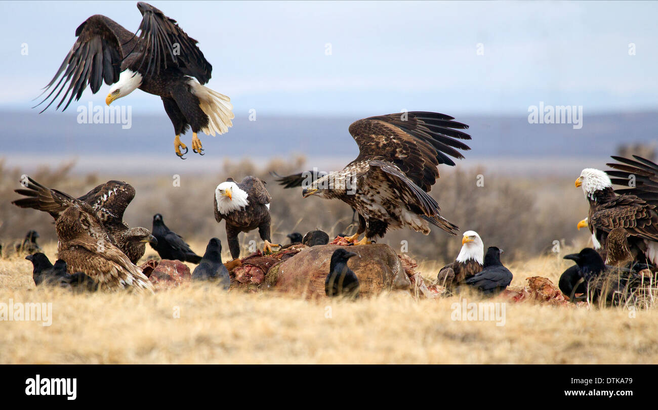 Bald Eagles on Carrion Stock Photo