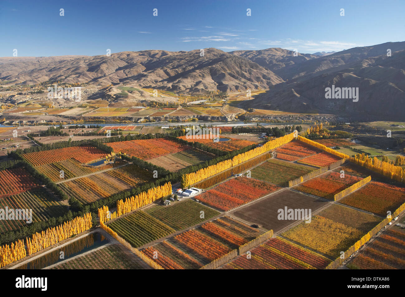 'Otago Poplar Trees' main image 1