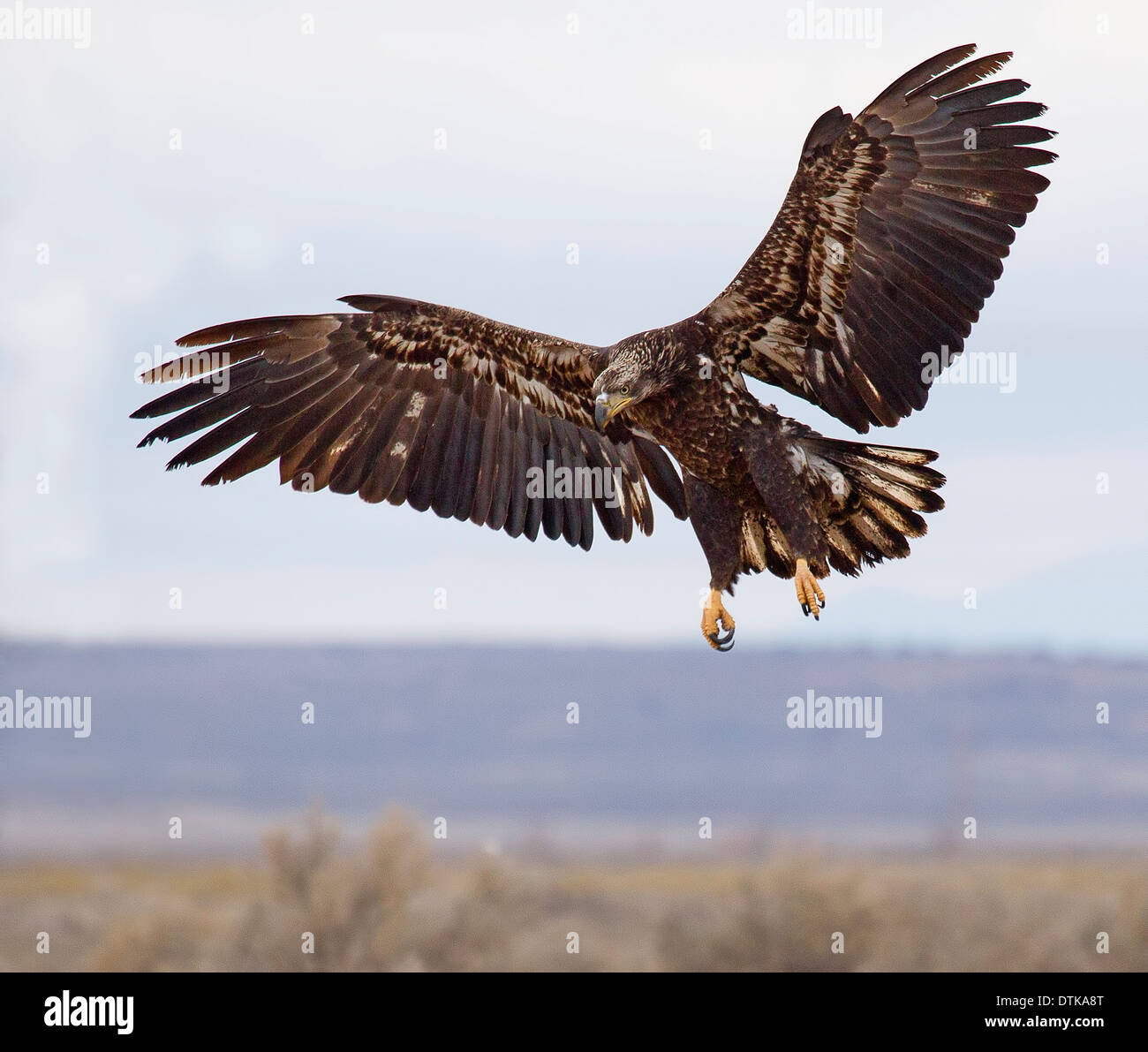 Juvenile bald eagle in flight stock photo alamy