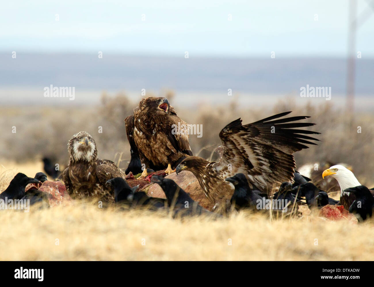 Bald Eagles on Carrion Stock Photo Alamy