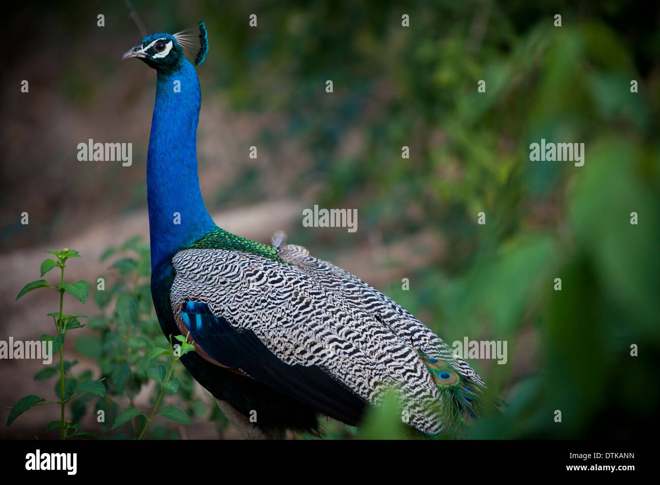 Peacock the National bird of India. Stock Photo