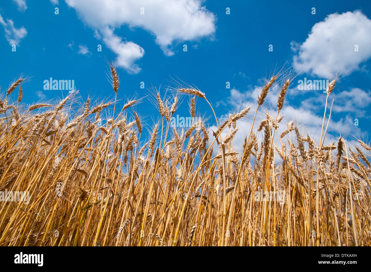 Wheat field and blue sky with clouds Stock Photo - Alamy
