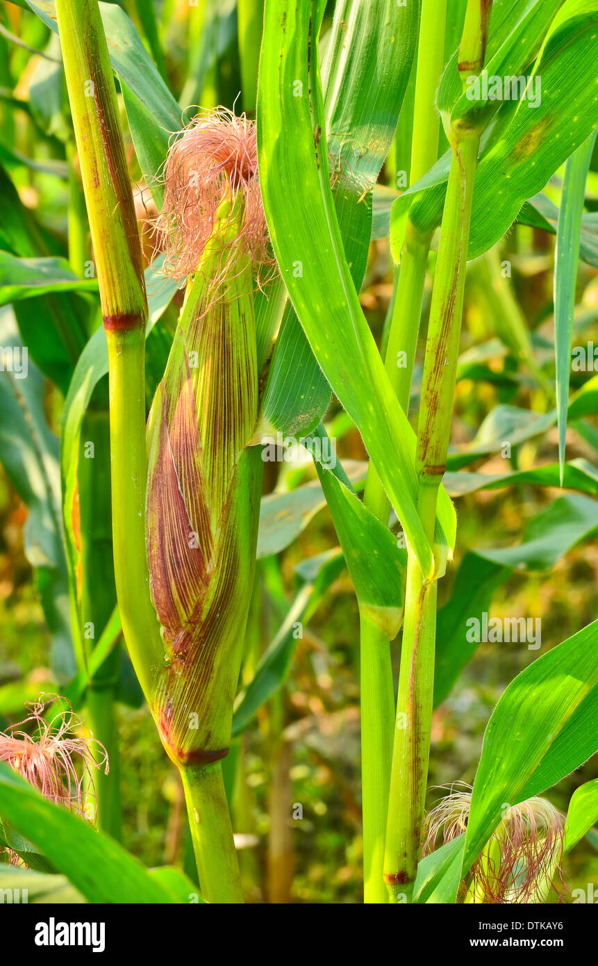 corn cob on a field Stock Photo Alamy