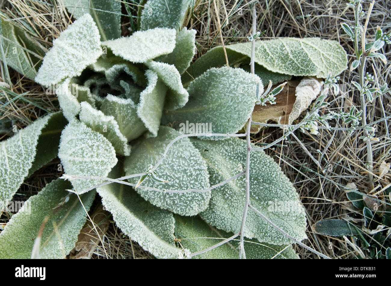 A rosette of mullein with frost in Montana Stock Photo