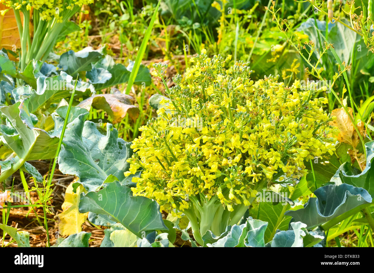 Flowering of cauliflower Stock Photo Alamy