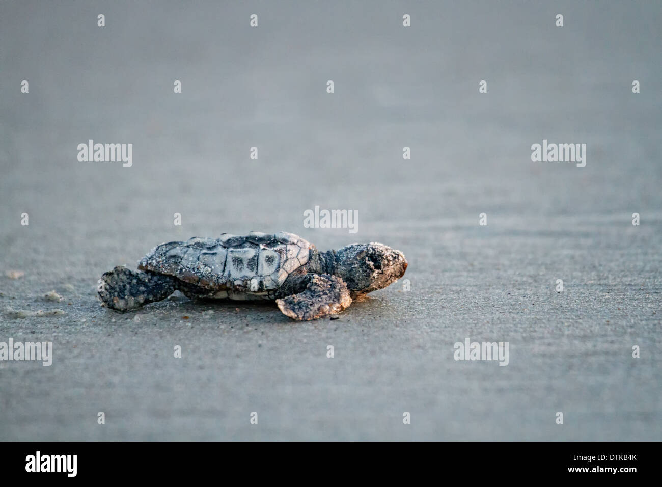 Baby Loggerhead Sea Turtle (Caretta caretta) on its way to the ocean. Taken on Amelia Island in Florida. Stock Photo