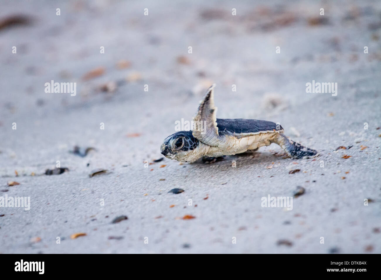 Baby Green Sea Turtle (Chelonia mydas) on its way to the ocean. Taken on Amelia Island in Florida. Stock Photo