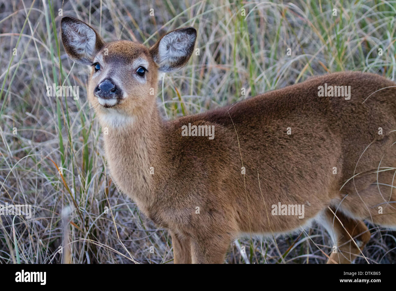 Yearling White-tailed Deer (Odocoileus virginianus) standing in tall grass. Stock Photo