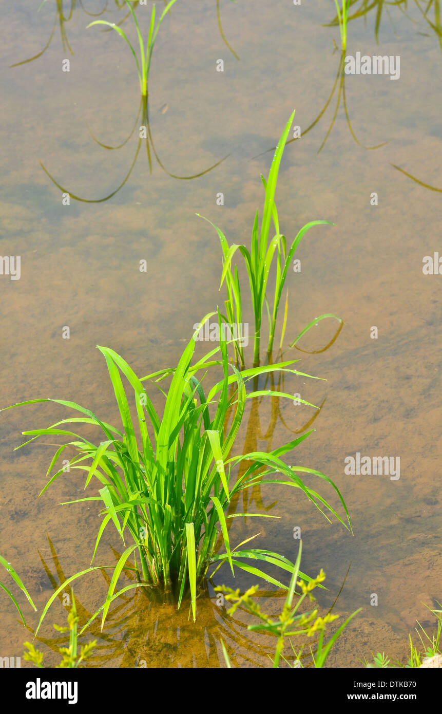 soft rice are growing up in field Stock Photo
