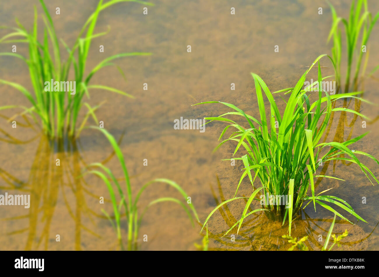 soft rice are growing up in field Stock Photo