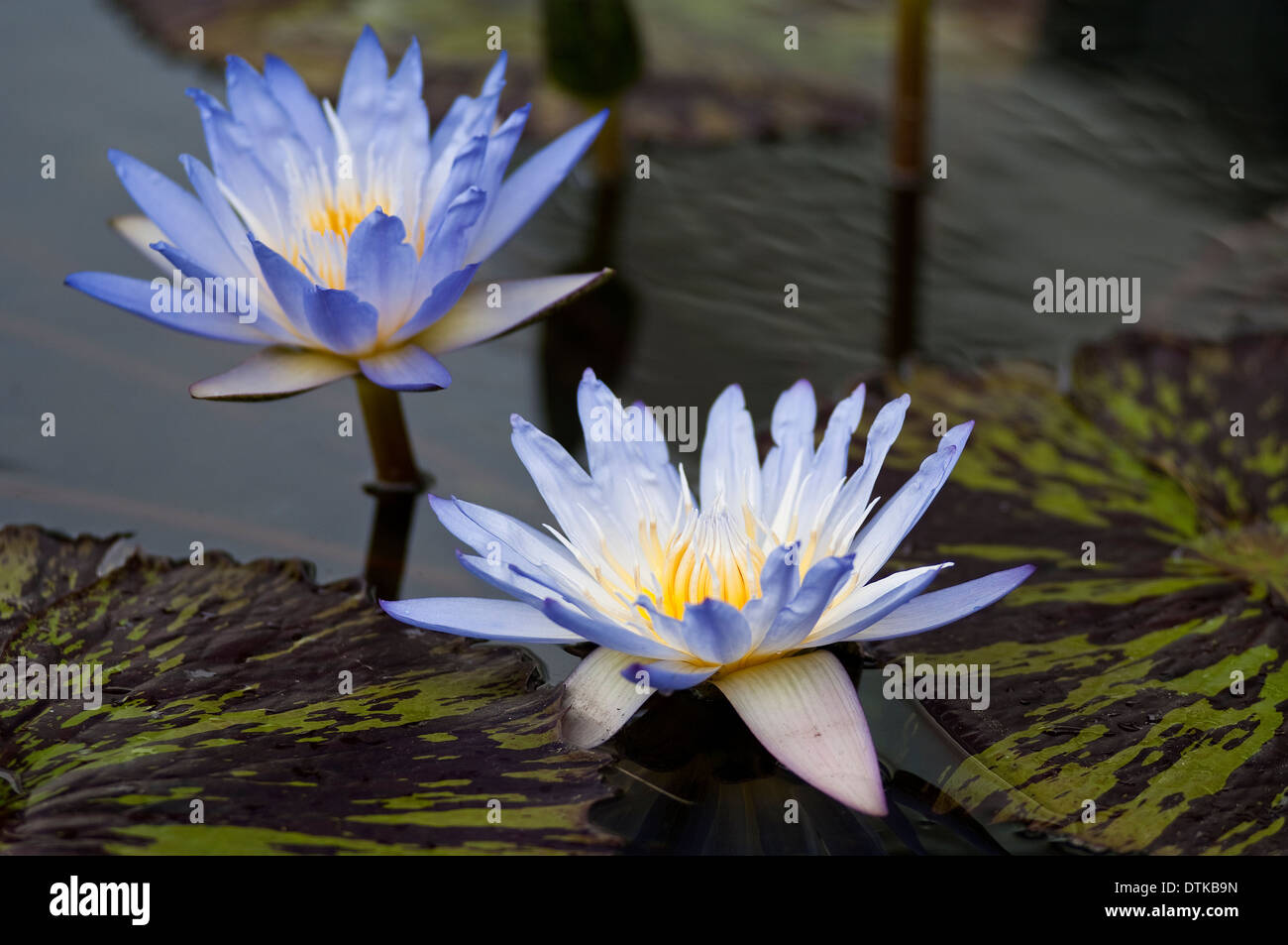 Lotus flower above hires stock photography and images Alamy