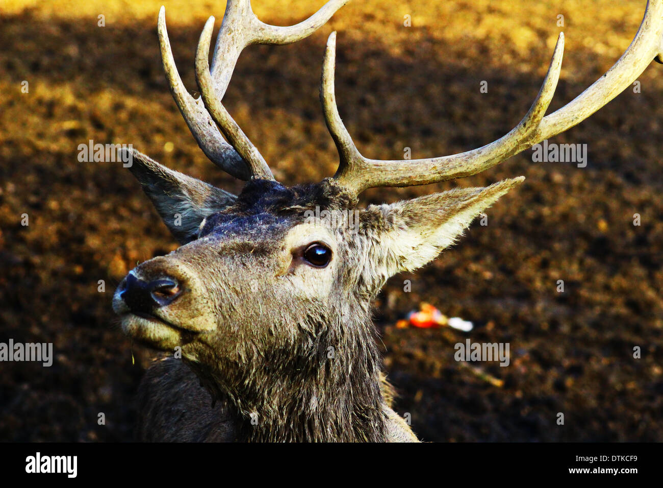 deer in forest Stock Photo - Alamy
