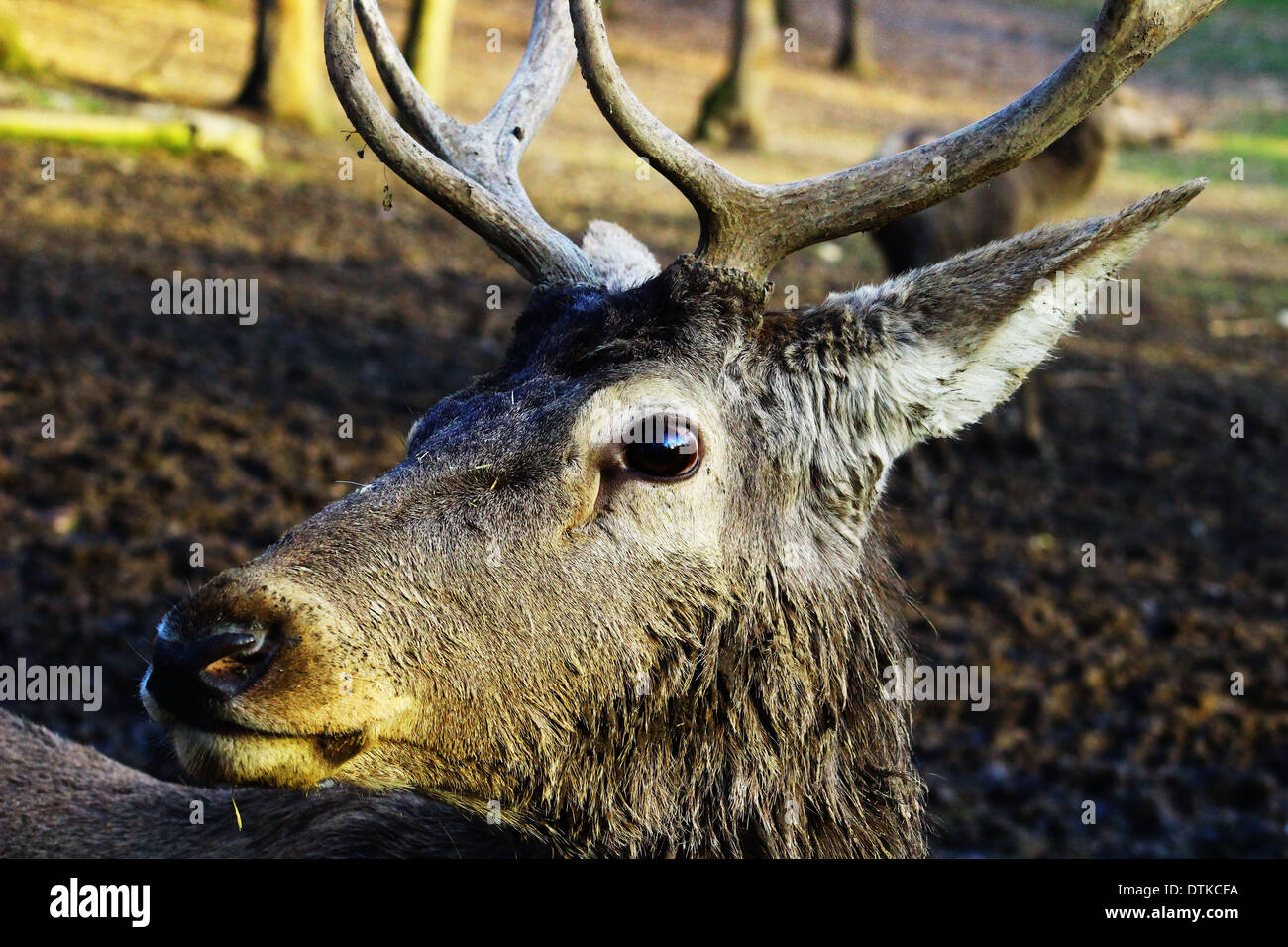 headshot  deer in forest Stock Photo