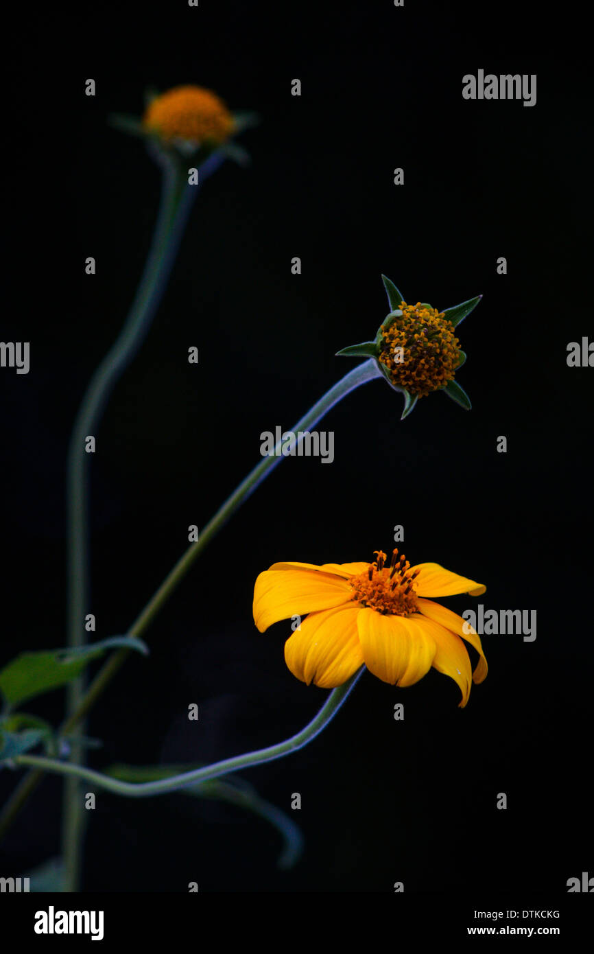 Arnica flower in 3 phases of lifecycle Stock Photo