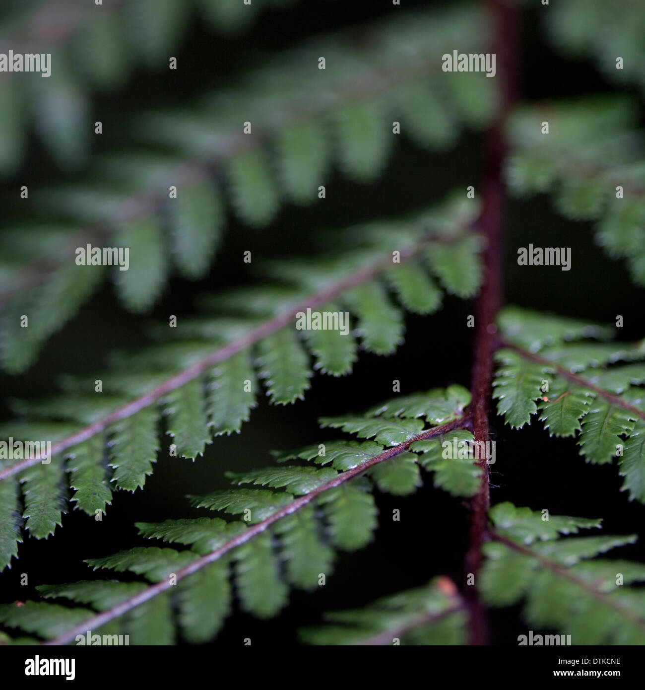 Extreme close up green fern hi-res stock photography and images - Alamy