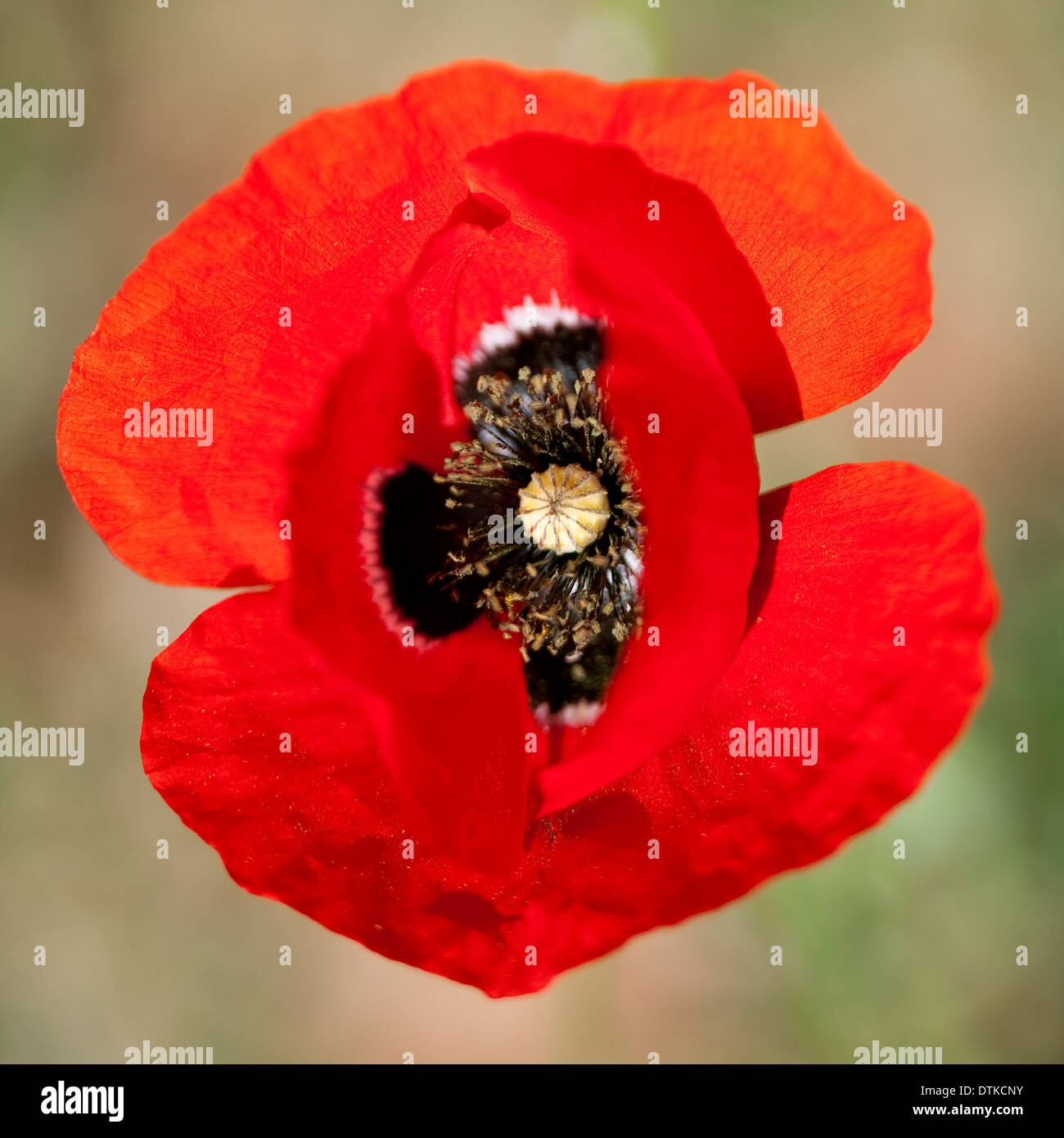 Extreme close up of red poppy flower Stock Photo