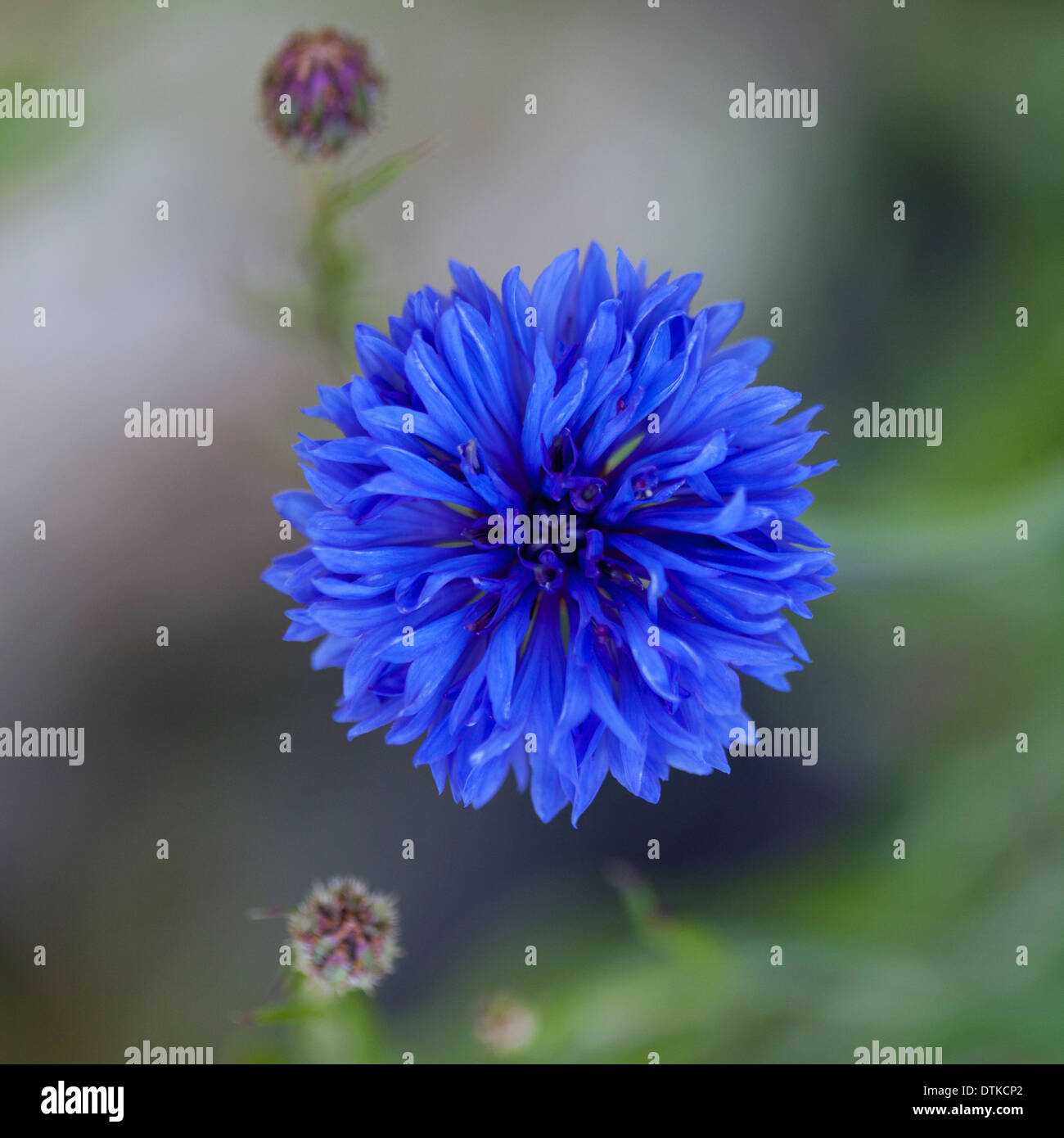 Close up of blue cornflower Stock Photo