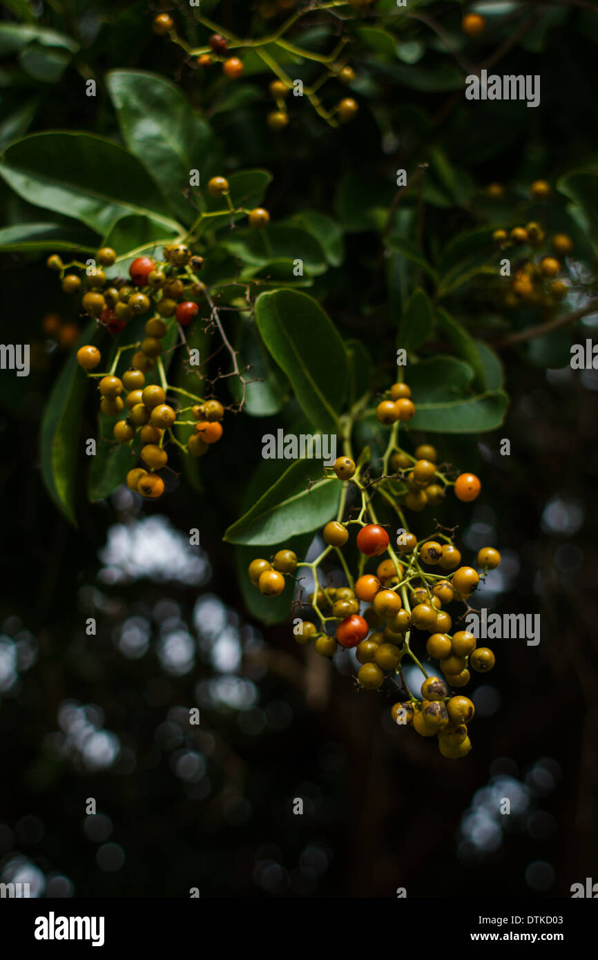 Mayan Ehretia tinifolia L fruits Stock Photo