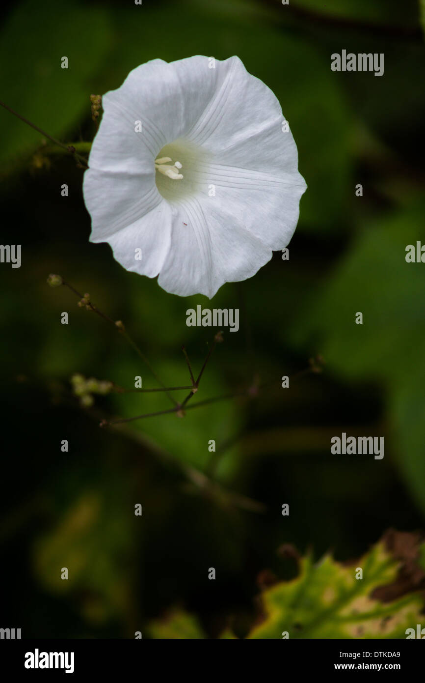 White morning glory creeper plant Stock Photo