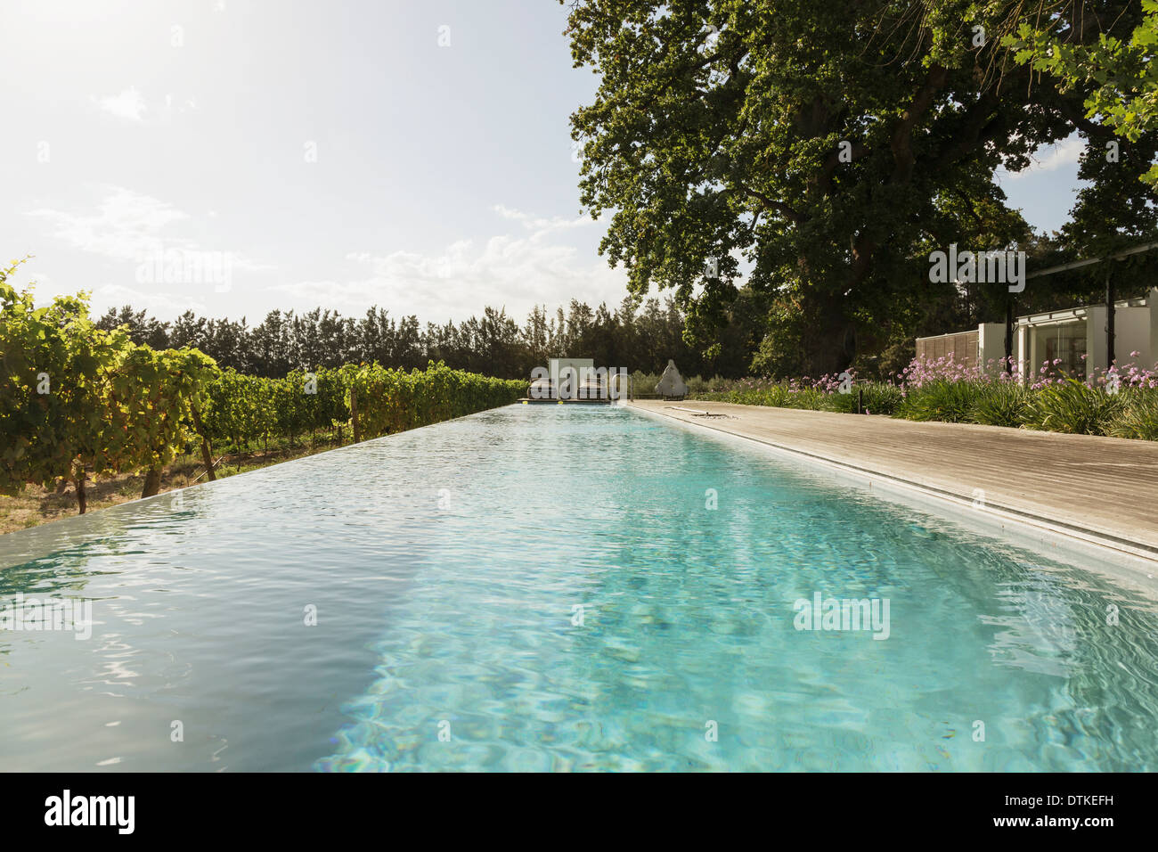 Luxury lap pool among vineyard Stock Photo