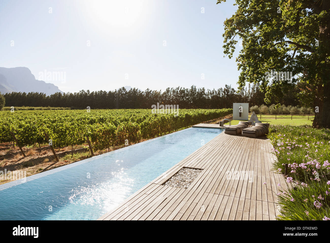 Luxury lap pool among garden and vineyard Stock Photo
