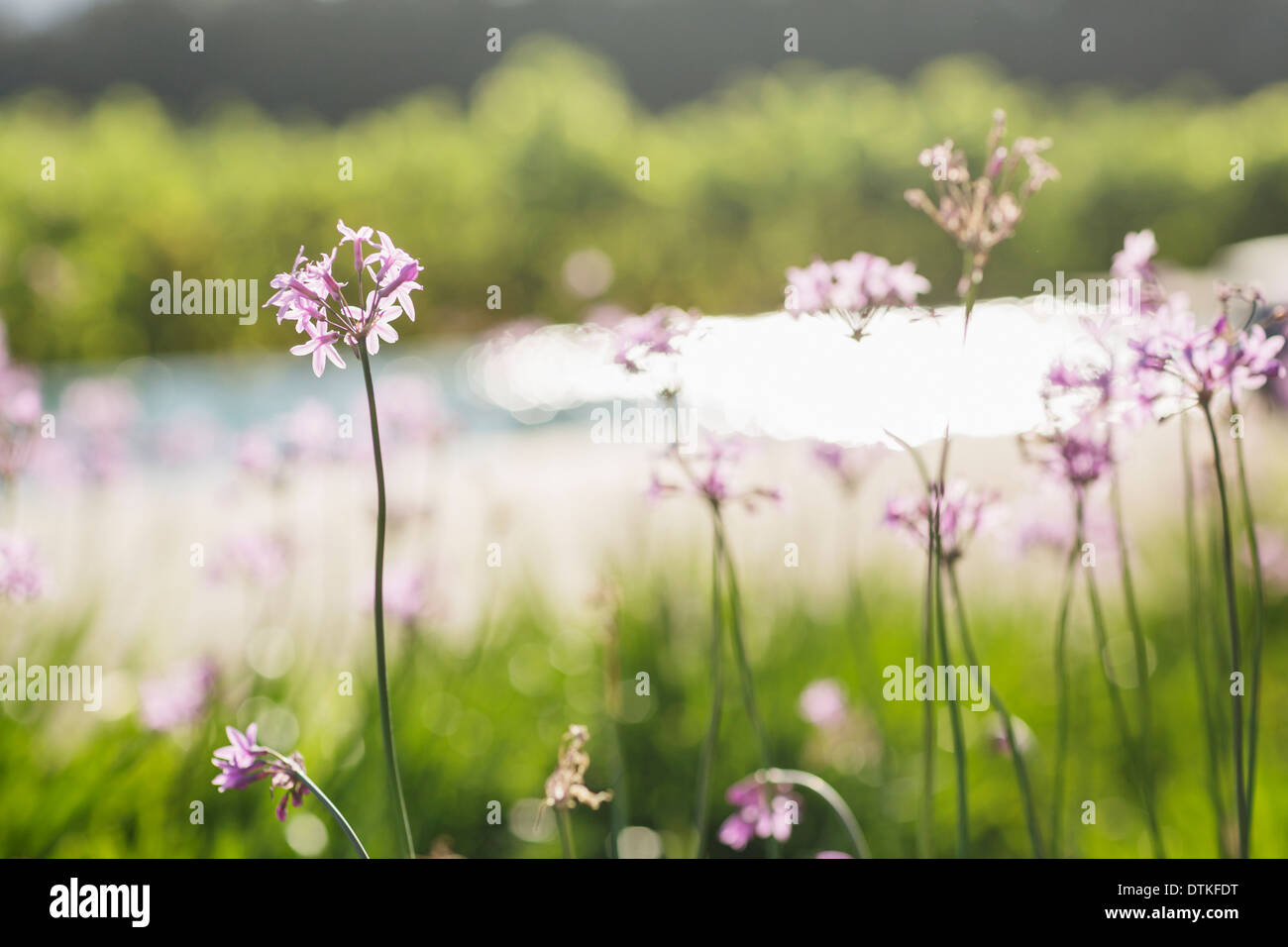 Close up of purple flowers growing in field Stock Photo