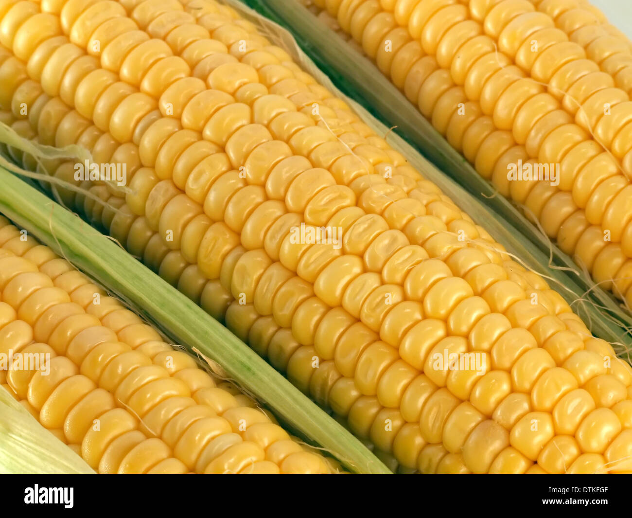 close up of a tree maize cobs Stock Photo
