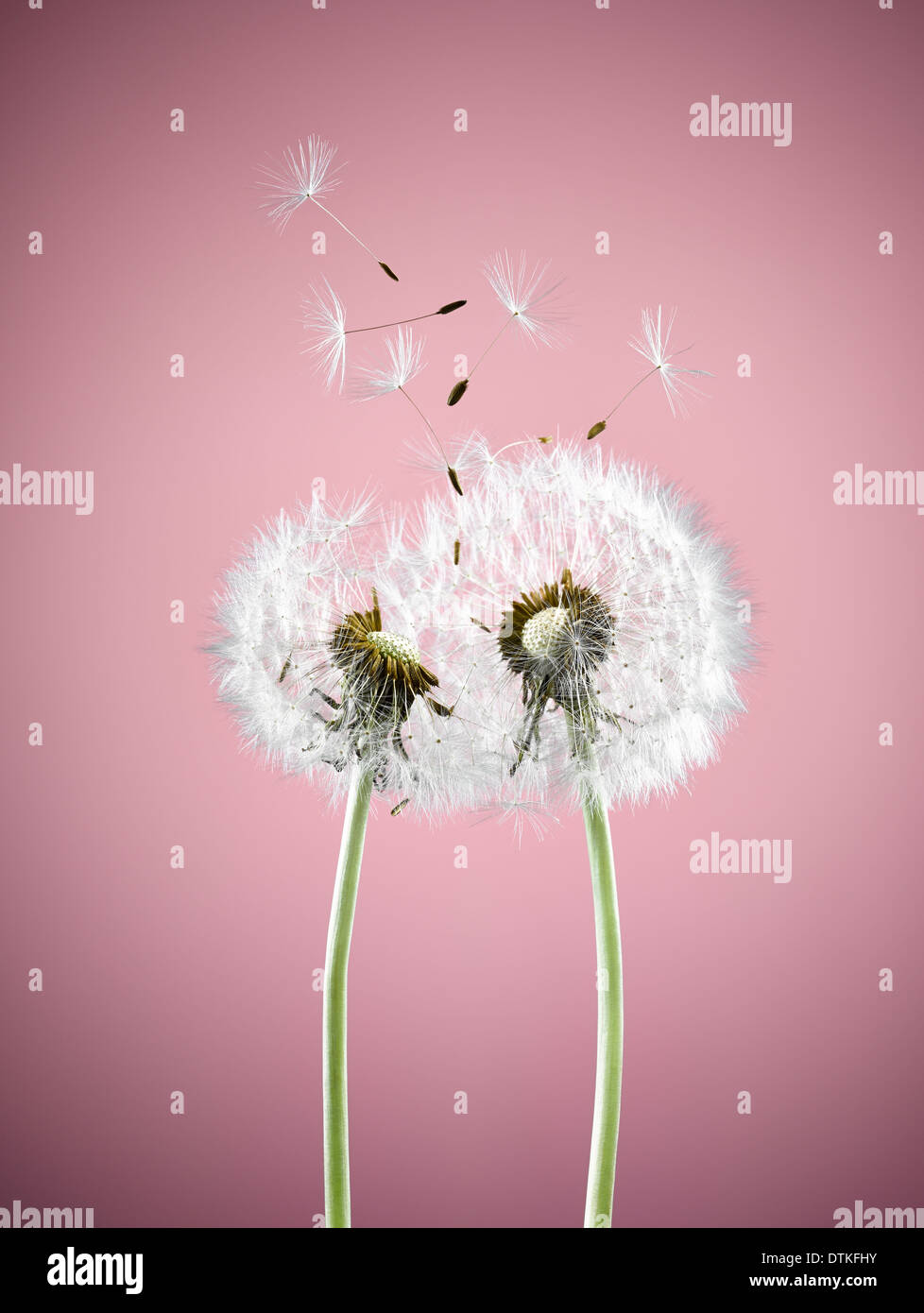 Close up of dandelion plants blowing in wind Stock Photo