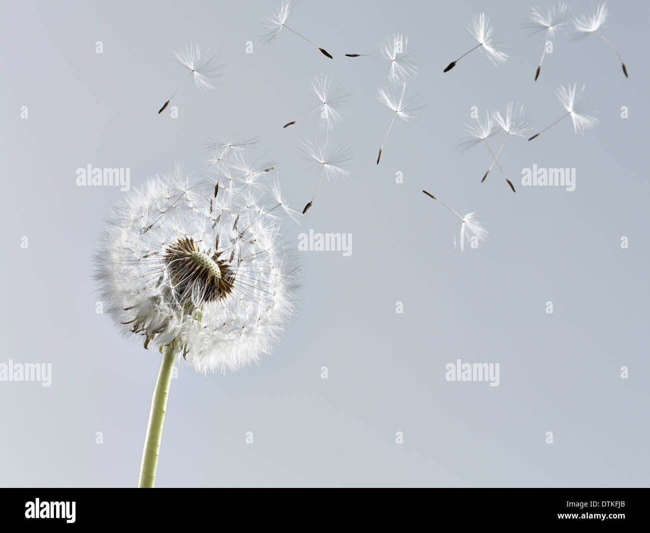 Close up of dandelion plant blowing in wind Stock Photo