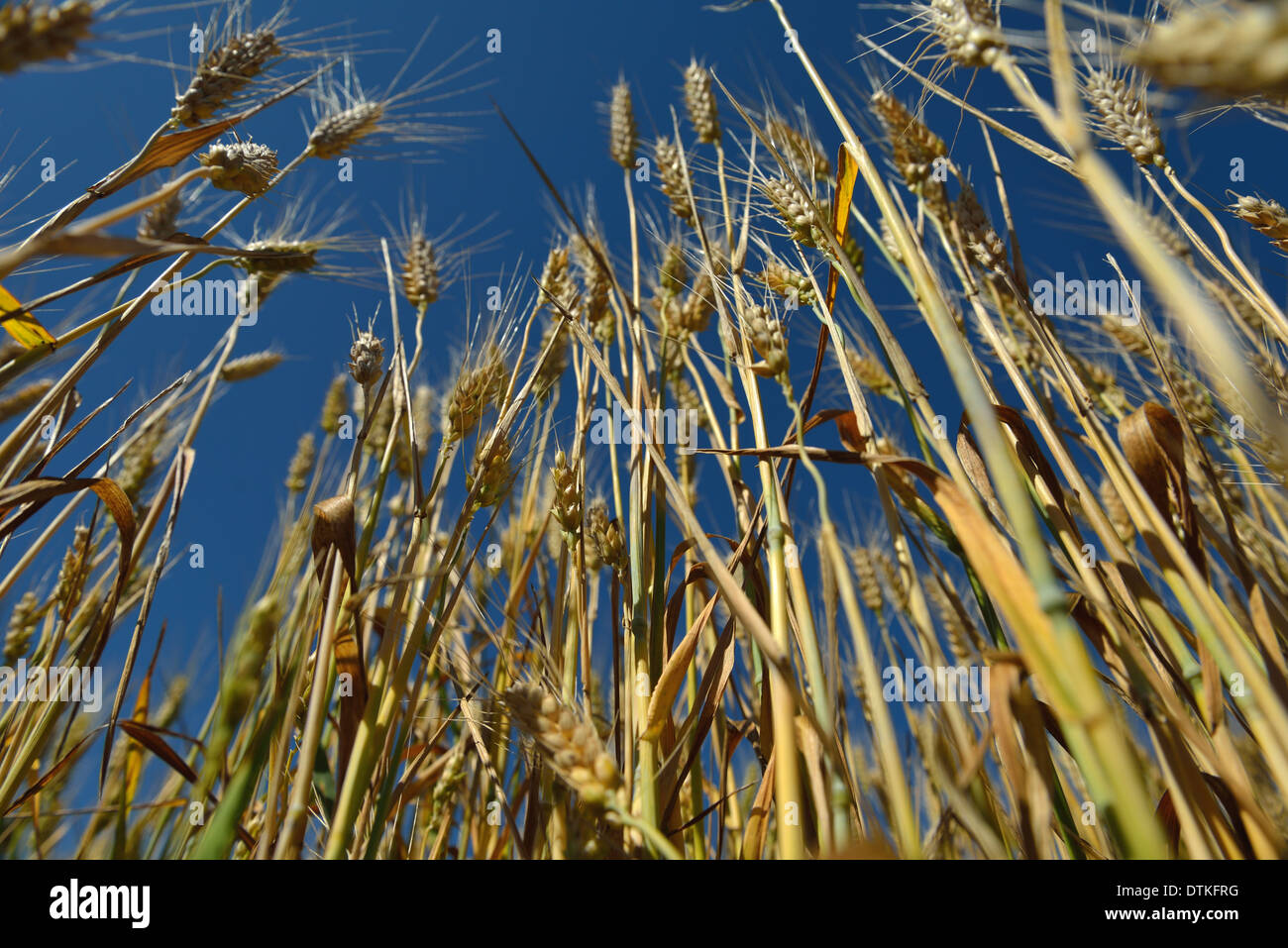 wheat field with blue sky in background Stock Photo - Alamy