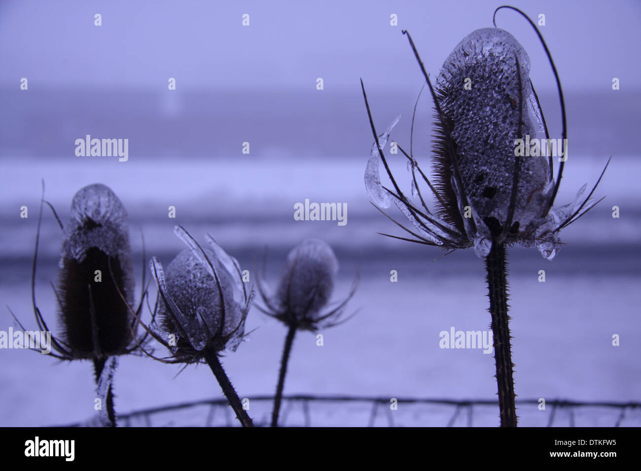 Frozen teasel blooms along the edge of the train tracks, caught in a freak deep freeze Stock Photo