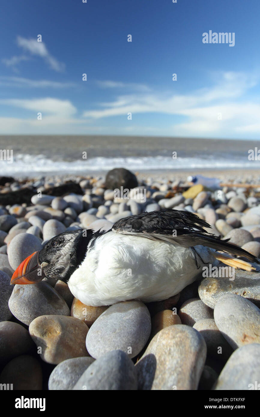 Dead Puffin on beach , Puffin , Fratercula artica, Chesil beach Dorset UK Stock Photo