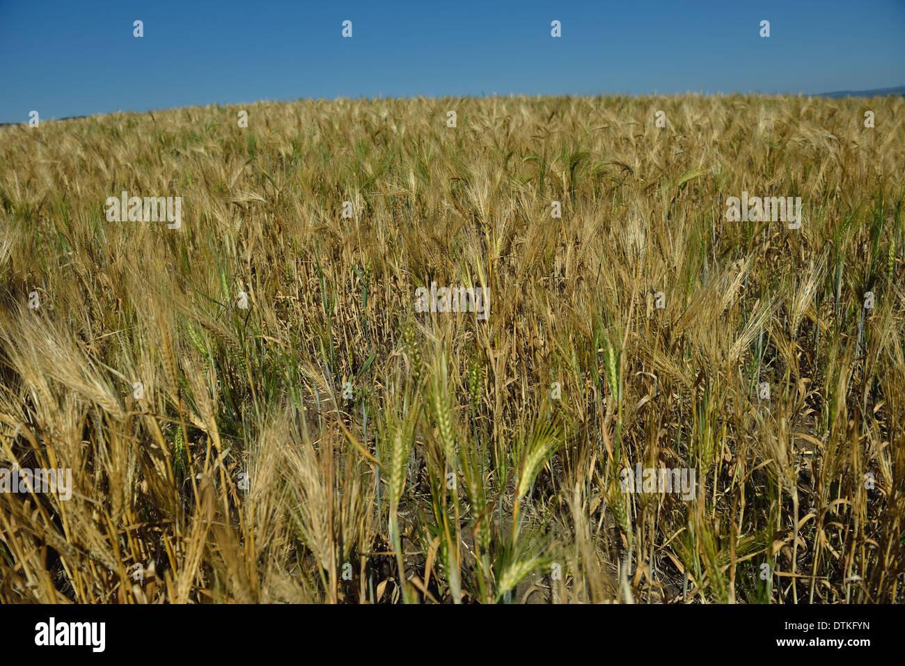 wheat field with blue sky in background Stock Photo - Alamy