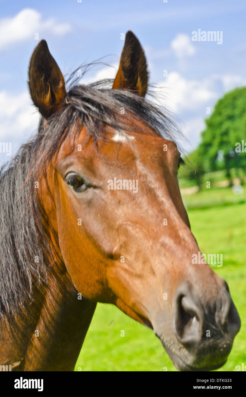 Beauty of arabic horse hi-res stock photography and images - Alamy