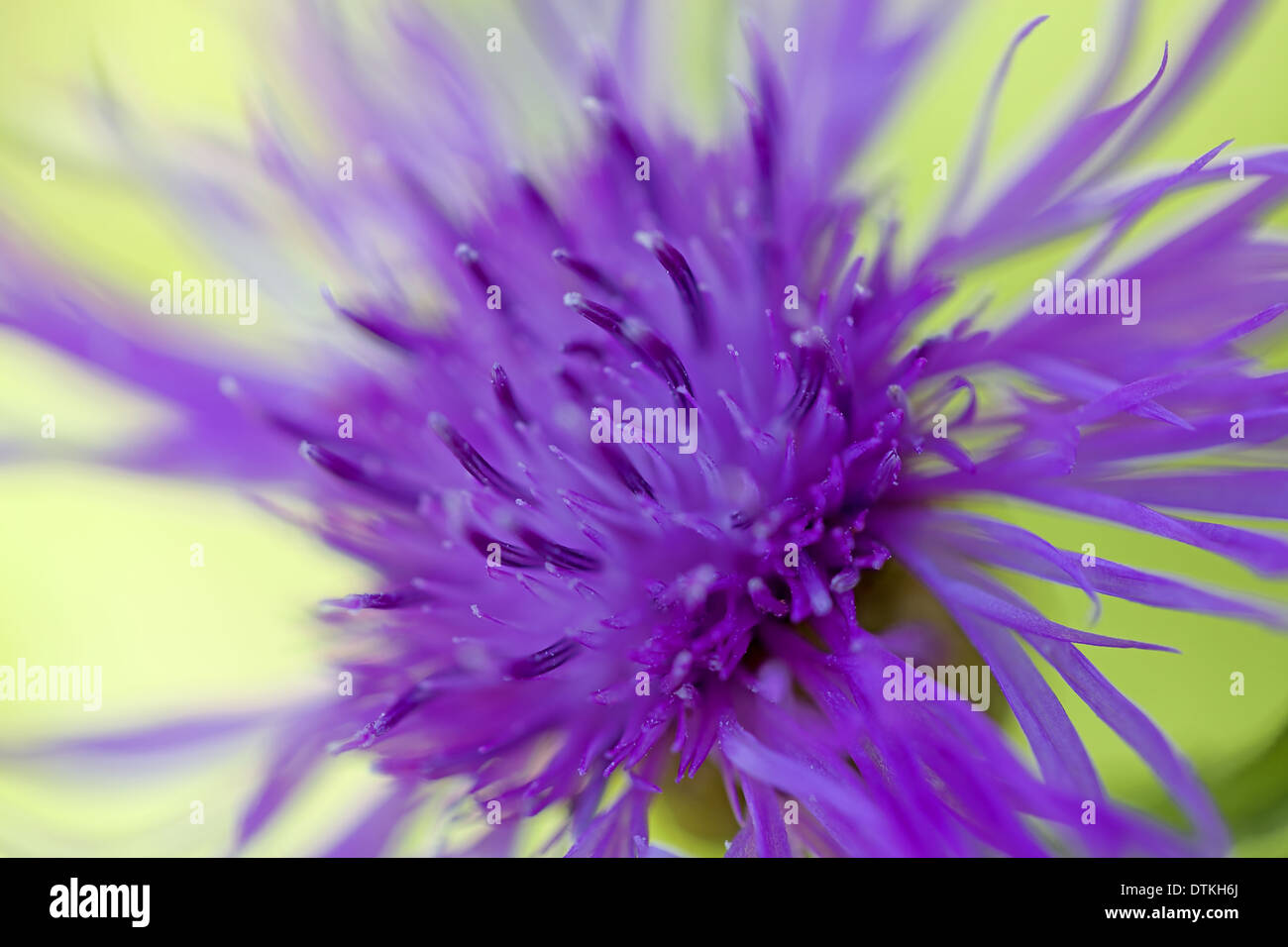 Brown ray knapweed Stock Photo