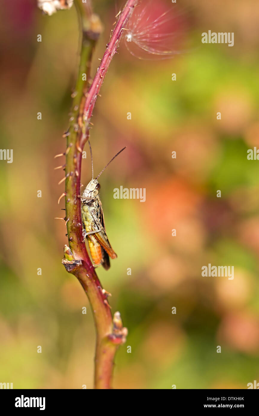 Grasshopper on a straw Stock Photo