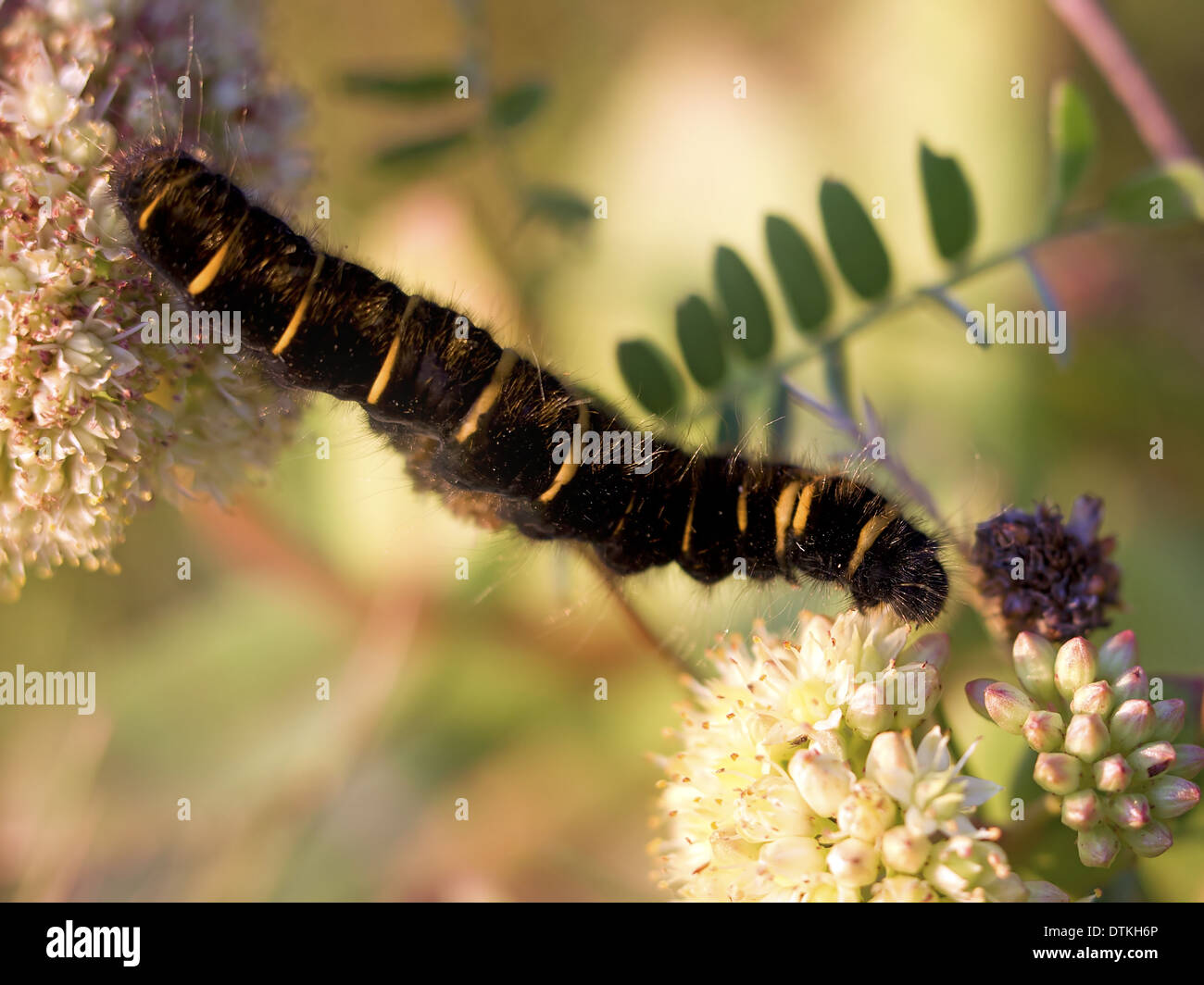 Fox Moth larvae Stock Photo