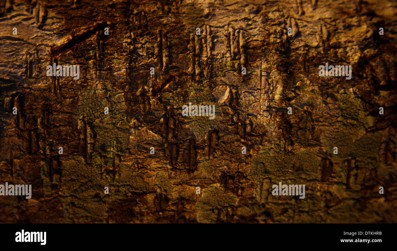 tree trunk wood texture background Stock Photo