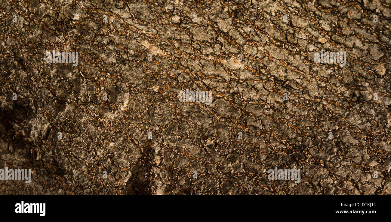 Beautiful detailed tree trunk hi-res stock photography and images - Alamy