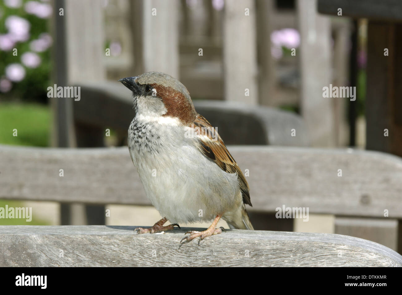House sparrow adult male hi-res stock photography and images - Alamy
