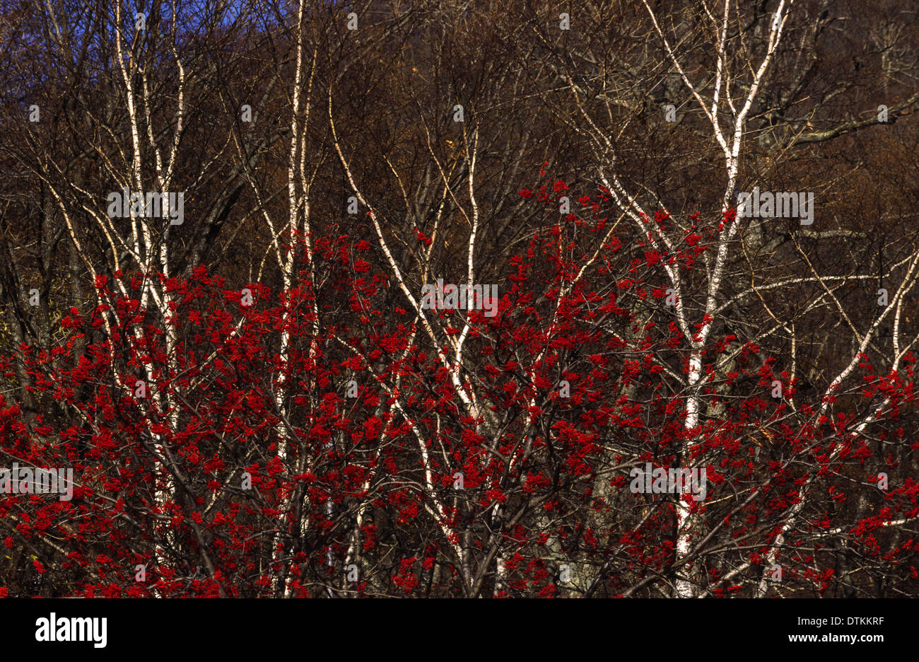 RED ROWAN OR MOUNTAIN ASH BERRIES [SORBUS ] AND SILVER BIRCH [BETULA ...