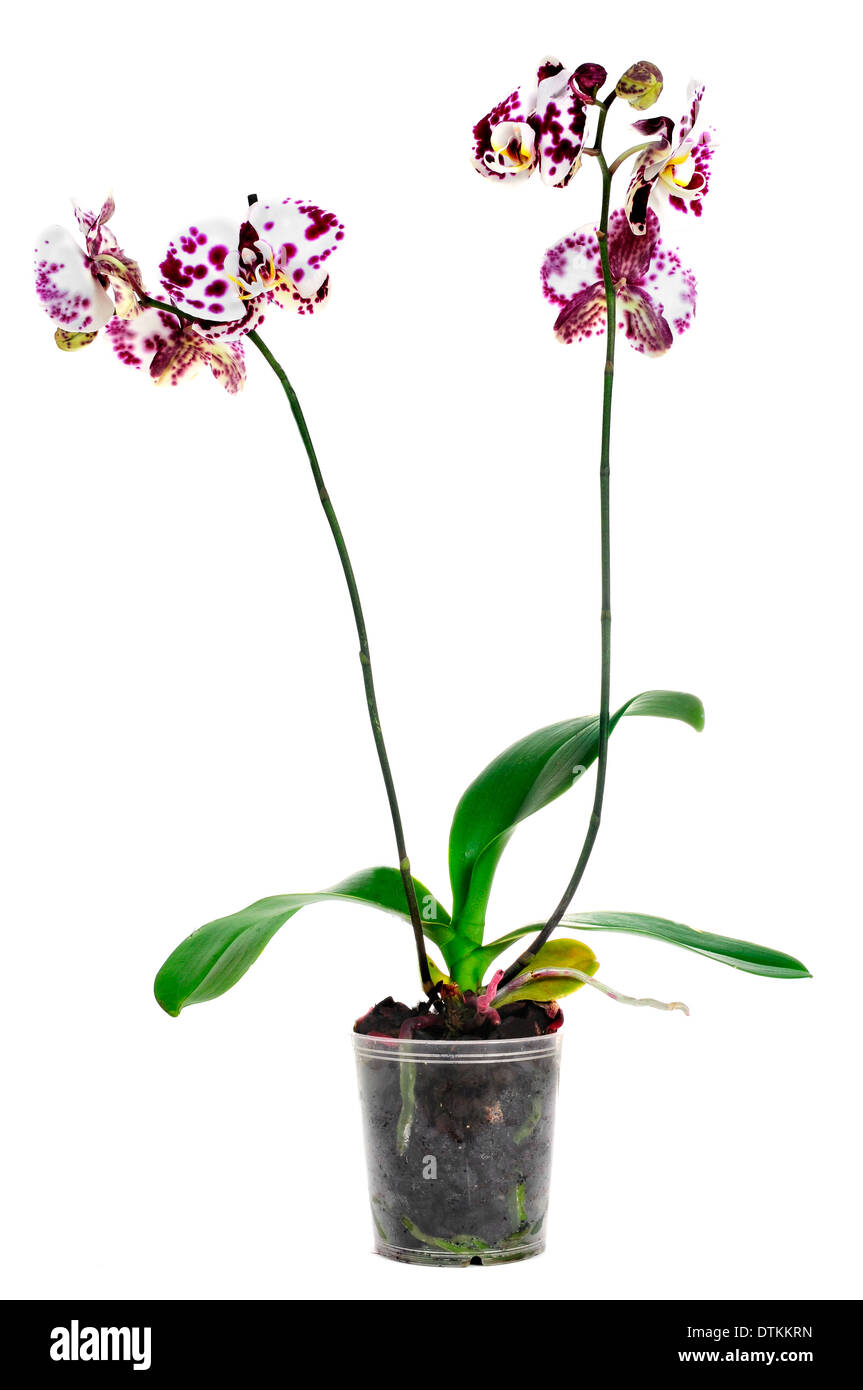 a polka dot Phalaenopsis orchid on a white background Stock Photo