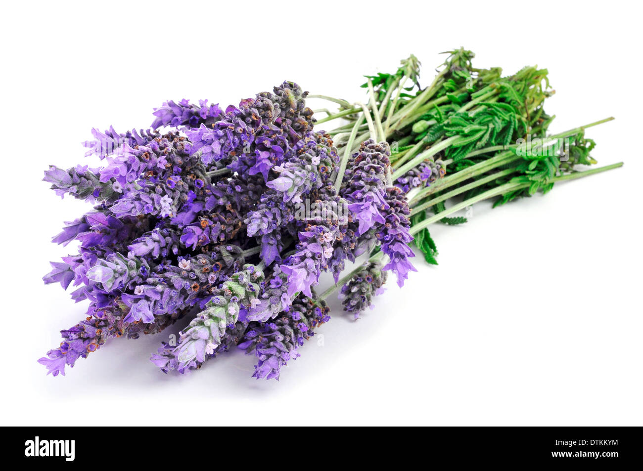 a bunch of lavender flowers on a white background Stock Photo