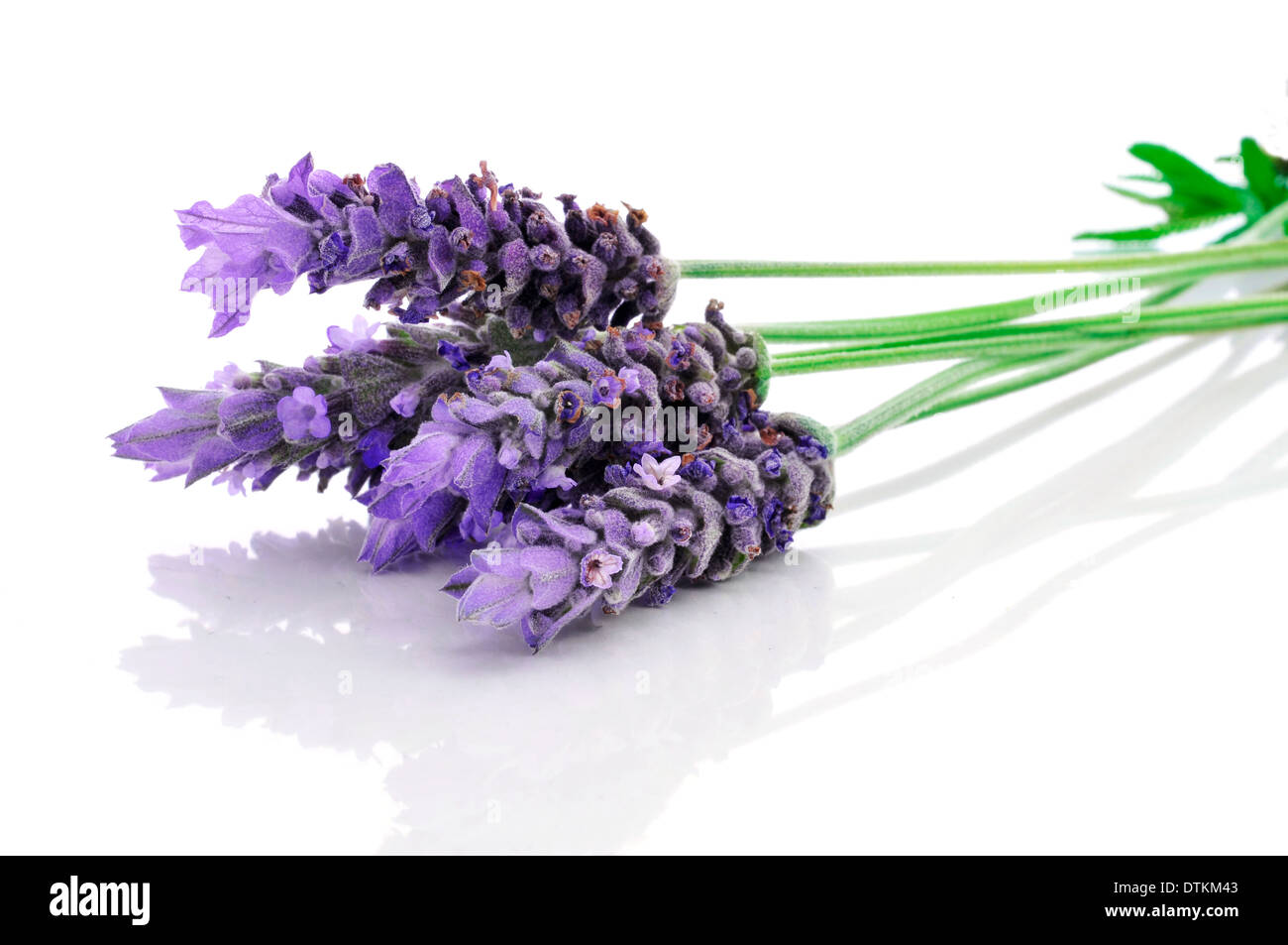 some lavender flowers on a white background Stock Photo