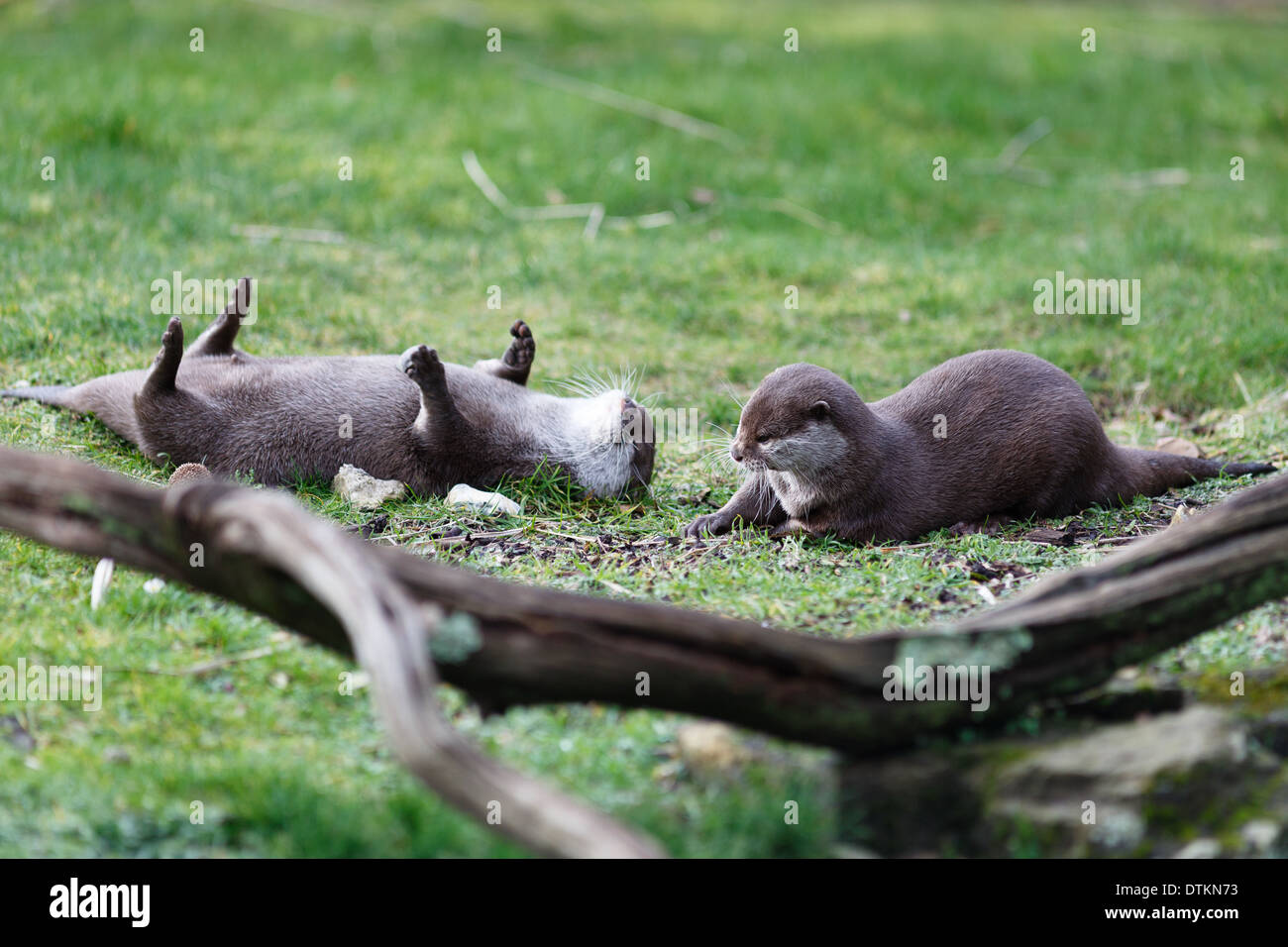 Otters playing on grass Stock Photo