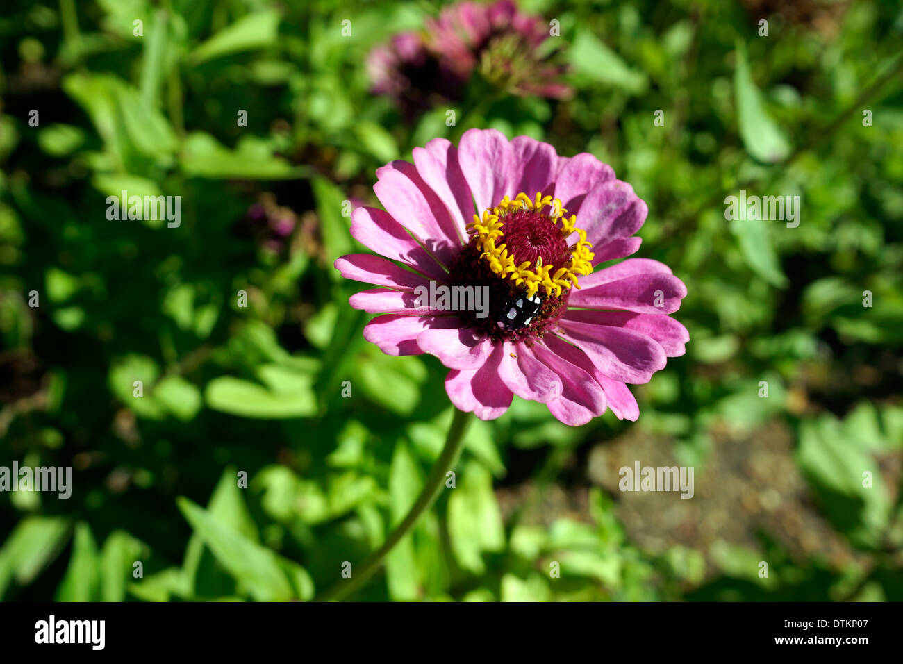 Flowers in the garden at Fairview Wine Estate in Paarl in the Cape Winelands. Stock Photo